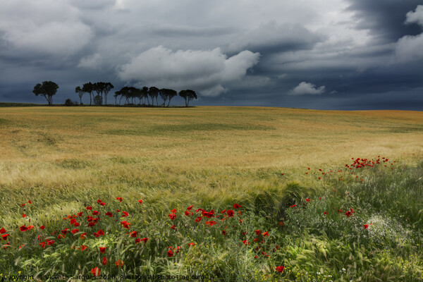 Field with poppies, trees and clouds. Horizontal Picture Board by Vicente Sargues