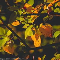 Buy canvas prints of Lights on the leaves by Vicente Sargues