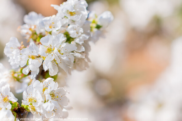 White flowers of fruit tree Picture Board by Vicente Sargues