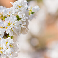 Buy canvas prints of White flowers of fruit tree by Vicente Sargues