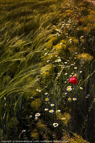Wild flowers in the field Picture Board by Vicente Sargues