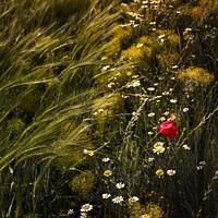 Buy canvas prints of Wild flowers in the field by Vicente Sargues