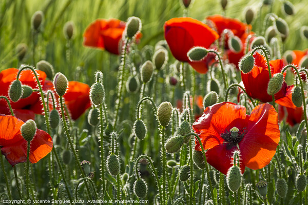 Poppies and light Picture Board by Vicente Sargues