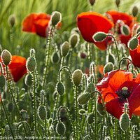 Buy canvas prints of Poppies and light by Vicente Sargues