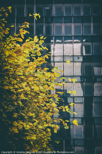 Yellow leaves and a building Picture Board by Vicente Sargues