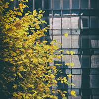 Buy canvas prints of Yellow leaves and a building by Vicente Sargues