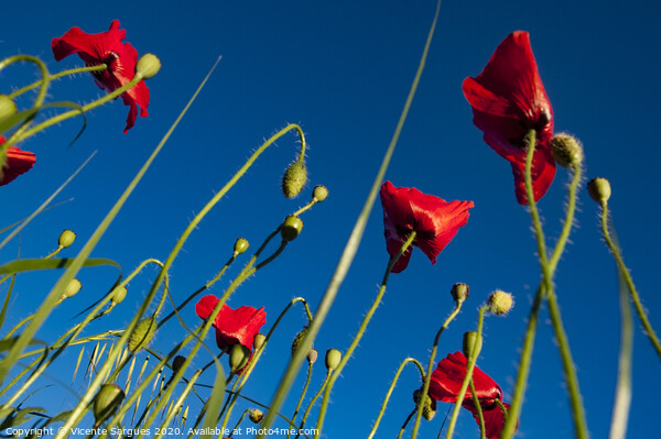 Poppies and blue Picture Board by Vicente Sargues