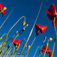 Buy canvas prints of Poppies and blue by Vicente Sargues