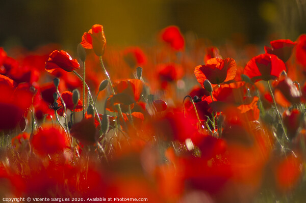 Poppies at the golden hour Picture Board by Vicente Sargues