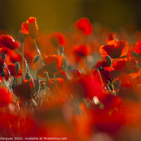 Buy canvas prints of Poppies at the golden hour by Vicente Sargues