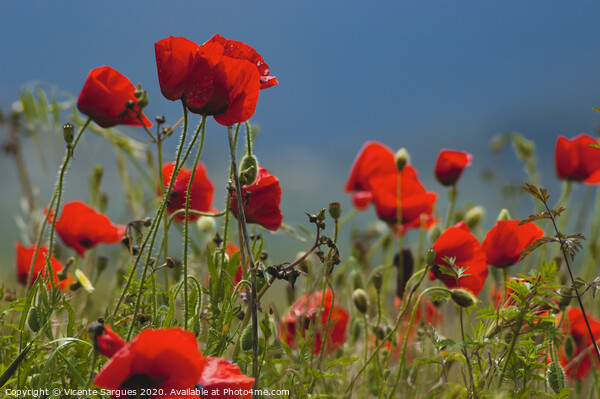 Poppies at ground level Picture Board by Vicente Sargues