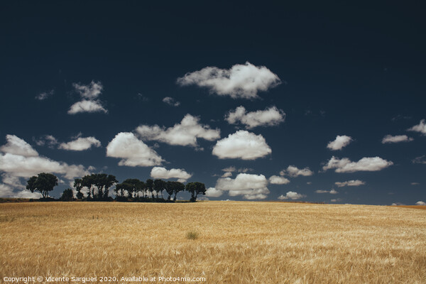 Cereal fields and clouds Picture Board by Vicente Sargues