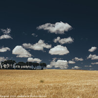 Buy canvas prints of Cereal fields and clouds by Vicente Sargues