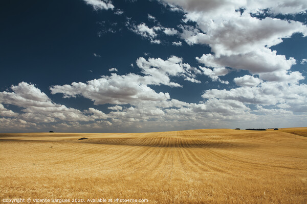 Cereal fields with cloud shadows Picture Board by Vicente Sargues