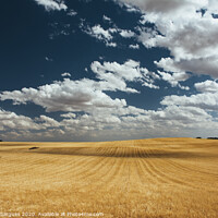Buy canvas prints of Cereal fields with cloud shadows by Vicente Sargues