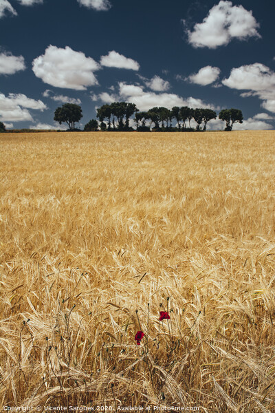 Cereal field with poppies Picture Board by Vicente Sargues