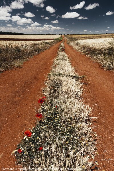 Path between cereal fields Picture Board by Vicente Sargues