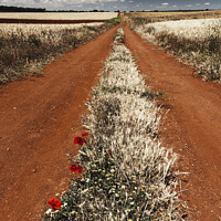 Buy canvas prints of Path between cereal fields by Vicente Sargues