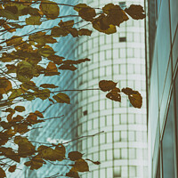 Buy canvas prints of Yellow leaves and modern building by Vicente Sargues