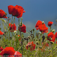 Buy canvas prints of Poppies at ground level by Vicente Sargues