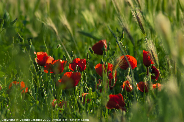 Group of poppies among the grass Picture Board by Vicente Sargues
