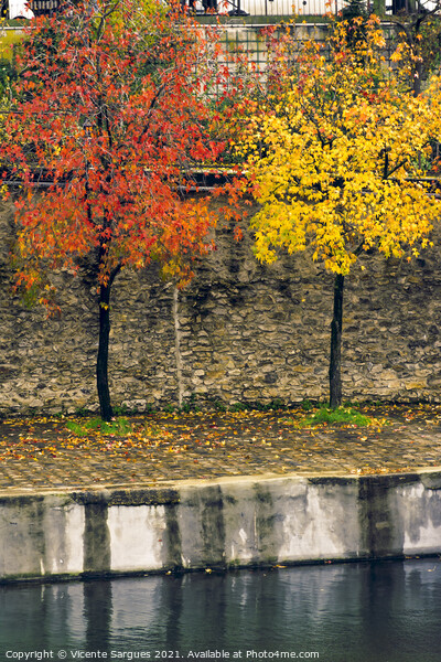 Autumn colors on trees Picture Board by Vicente Sargues