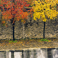 Buy canvas prints of Autumn colors on trees by Vicente Sargues