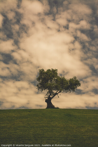 Olive tree and clouds Picture Board by Vicente Sargues