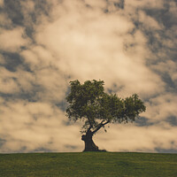 Buy canvas prints of Olive tree and clouds by Vicente Sargues