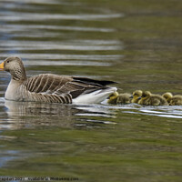Buy canvas prints of Greylag Goose with Goslings by mary spiteri