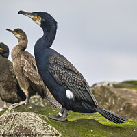 Buy canvas prints of Cormorant welcoming   by mary spiteri