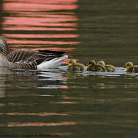 Buy canvas prints of Greylag Goose and Goslings with red buoy reflections by mary spiteri