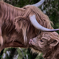 Buy canvas prints of Highland Cow with Calf by mary spiteri