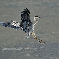 Buy canvas prints of Swooping Heron about to land by mary spiteri