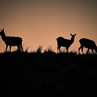 Buy canvas prints of Stags on the Horizon at sunset by mary spiteri