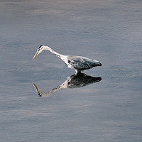 Buy canvas prints of Heron Reflection. by mary spiteri