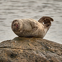 Buy canvas prints of The Happy Seal -  Gruinard Bay by mary spiteri