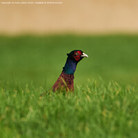 Buy canvas prints of Pheasant Beek a Boo by mary spiteri