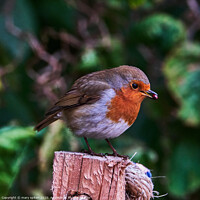 Buy canvas prints of Robin redbreast perched on top of a wooden post wi by mary spiteri