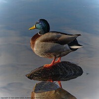 Buy canvas prints of Mallard Portrait in crystal clear waters by mary spiteri