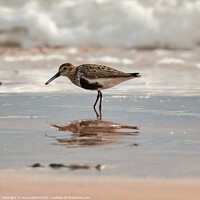 Buy canvas prints of Sandpiper with its reflection, on the Beach at sun by mary spiteri