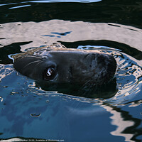 Buy canvas prints of Up close and personal with a Seal by mary spiteri