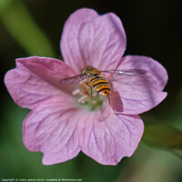 Buy canvas prints of Beautiful Pink Flower with a Beautiful HoneyBee by mary spiteri