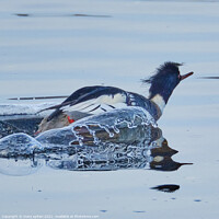 Buy canvas prints of Red Breasted Merganser with the splashes of water captured looking like ice. by mary spiteri