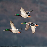 Buy canvas prints of Three Mallards flying in formation by mary spiteri