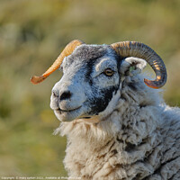 Buy canvas prints of A close up of a stunning ram stunning eyes by mary spiteri