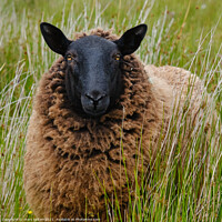 Buy canvas prints of A blackfaced sheep , coffee coloured coat with golden eyes by mary spiteri