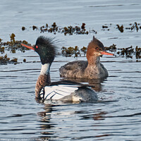 Buy canvas prints of Pair of Mergansers by mary spiteri