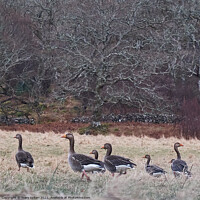 Buy canvas prints of A beautiful countryside image of woodland and wild geese by mary spiteri