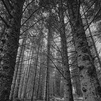 Buy canvas prints of A walk amongst the Pines by mary spiteri